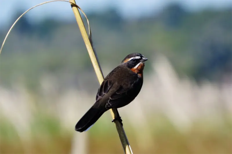 AVES